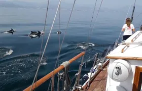 Dolphin Watching Adventure in Estepona Bay