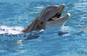 Exclusive Dolphin Cove Montego Bay tour