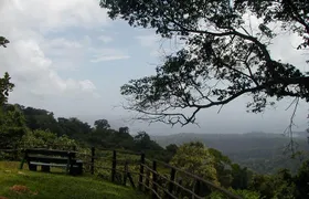 Full-Day Brownsberg Nature Park Tour