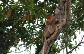 Borneo (Klias) River Cruise & Fireflies Tour