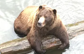 Simply Amazing Sitka Tour: Fortress of the Bear, Alaska Raptor, & Totems