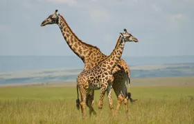 3 Days Masai Mara Group Joining