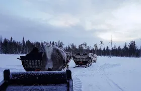 Guided reindeer farm visit and one hour sledge safari
