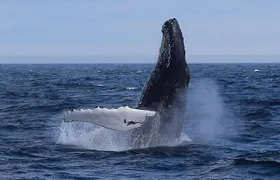 2 Hour Award-Winning Whale and Seabird Boat Tour from St. John's
