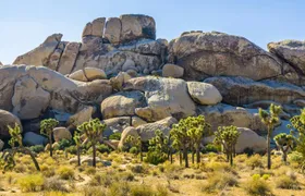 Self-guided audio tour of Hidden Valley trail in Joshua Tree