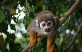 Monkeyland and Zipline Adventure from Puerto Plata