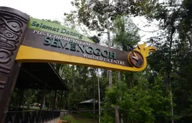 Semenggoh wildlife center half-day tour from Kuching