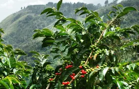 Blue Mountain Coffee and Sightseeing Tour