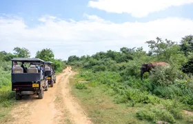 Udawalawe National Park safari, Ella and Nuwara Eliya two-day tour