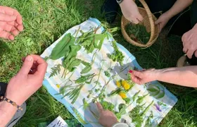 Wild plant foraging guided walk in Bad Kreuznach