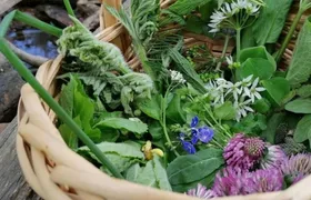 Aachen wild plant foraging guided walking experience