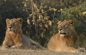 Private Lion Safari in the Gir National Park in Gujarat