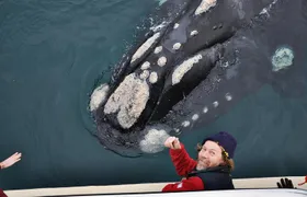 The Best of Peninsula Valdés in one day