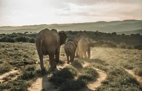 Addo Elephant National Park All Inclusive Full-Day Safari