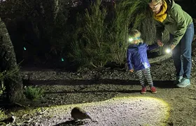 Nocturnal Wildlife Tour from Busselton or Dunsborough