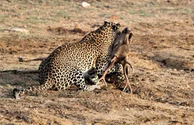 Full Day Safari Tour in Yala National Park