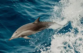 Depart Saint Raphaël: Meet the Dolphins