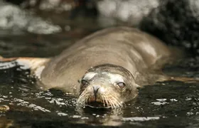 Santa Cruz bay tour with snorkelling and Las Grietas visit