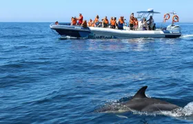 Dolphin spotting guided tour by boat from Lagos