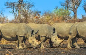 Hluhluwe-Imfolozi Park Tour from Durban