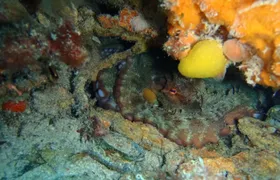 Octopus Rock Exploration - Certified Diver 