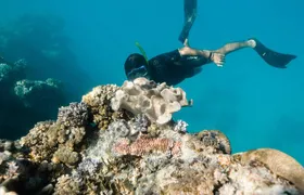 Full-Day Great Barrier Reef Snorkeling from Hamilton Island