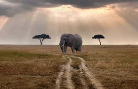 2 Days Classic Maasai Mara Safari