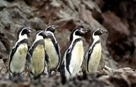 Ballestas Islands tour from Pisco