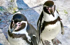 Fr VALPO: WILD PENGUINS, SEALION, SANDBOARD, PARAGLIDING & PICNIC