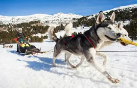 Mushing Experience in Grau Roig