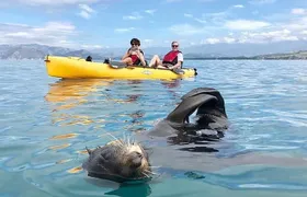 Seal Kayaking Adventure in Kaikoura