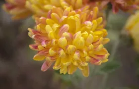 Scenic Shimla Honeymoon Package