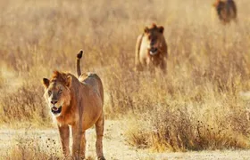 Day Trip - Tsavo East National Park ( Man Eater Lions of Tsavo & Other Big Five)