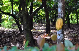 Cacao trail and making of chocolate tour from Santo Domingo
