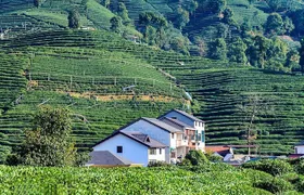 Flexible Hangzhou Private Tour from Shanghai by Bullet Train