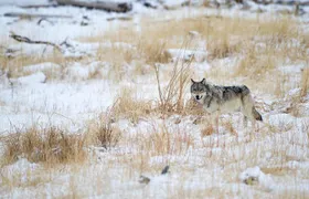 Private Yellowstone Wolf Watching & Wildlife Safari + lunch 