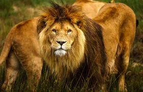 Safari adventure at Safaripark Beeksee Bergen