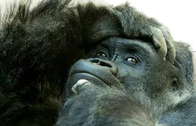 3 Day Private Gorilla and Safari Tour in Uganda