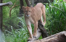 Wildlife rescue center in nature reserve near Santa Cruz