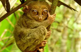 Private Tour of Bohol Countryside | Cultural Tour w/ River Cruise