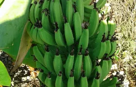 Mamma Gal Native Experience 