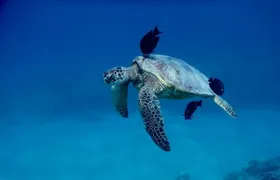 Catamaran tour and turtle snorkeling experience