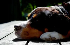 Skiathos dog shelter visit, hill walk and Greek cooking tour