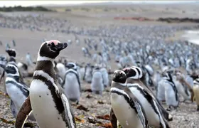 Punta Tombo Shore Excursion w/box Lunch(Shared tour for cruises)