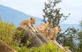 Overnight Safari to Tsavo East with Pick Up From Mombasa