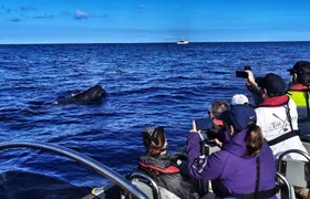 Whale watching in Terceira