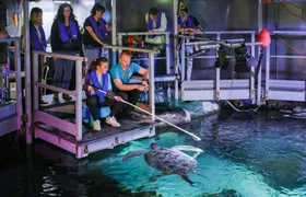SEA LIFE Timmendorfer Strand tickets with behind-the-scenes tour