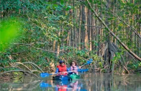 Mangrove Forest Kayak Exploration