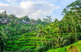All-Inclusive Ubud Private Tour