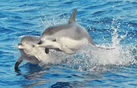 Morro Jable: 2 Hours Magic Dolphin & Whale watching with Drinks & Swim Stop.